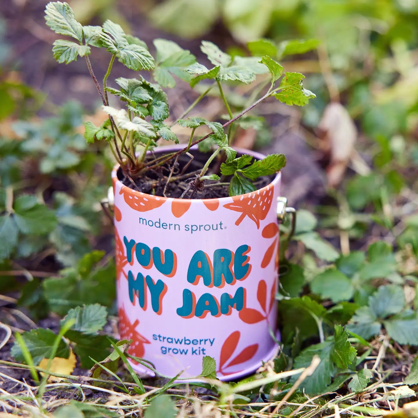 Grow Kits - You Are My Jam