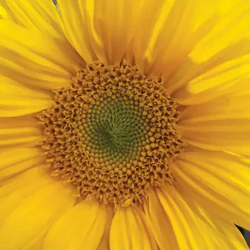Sunflower - Card
