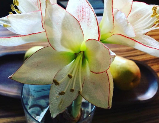 Winter Bulb Kit - Amaryllis- Modern Sprout