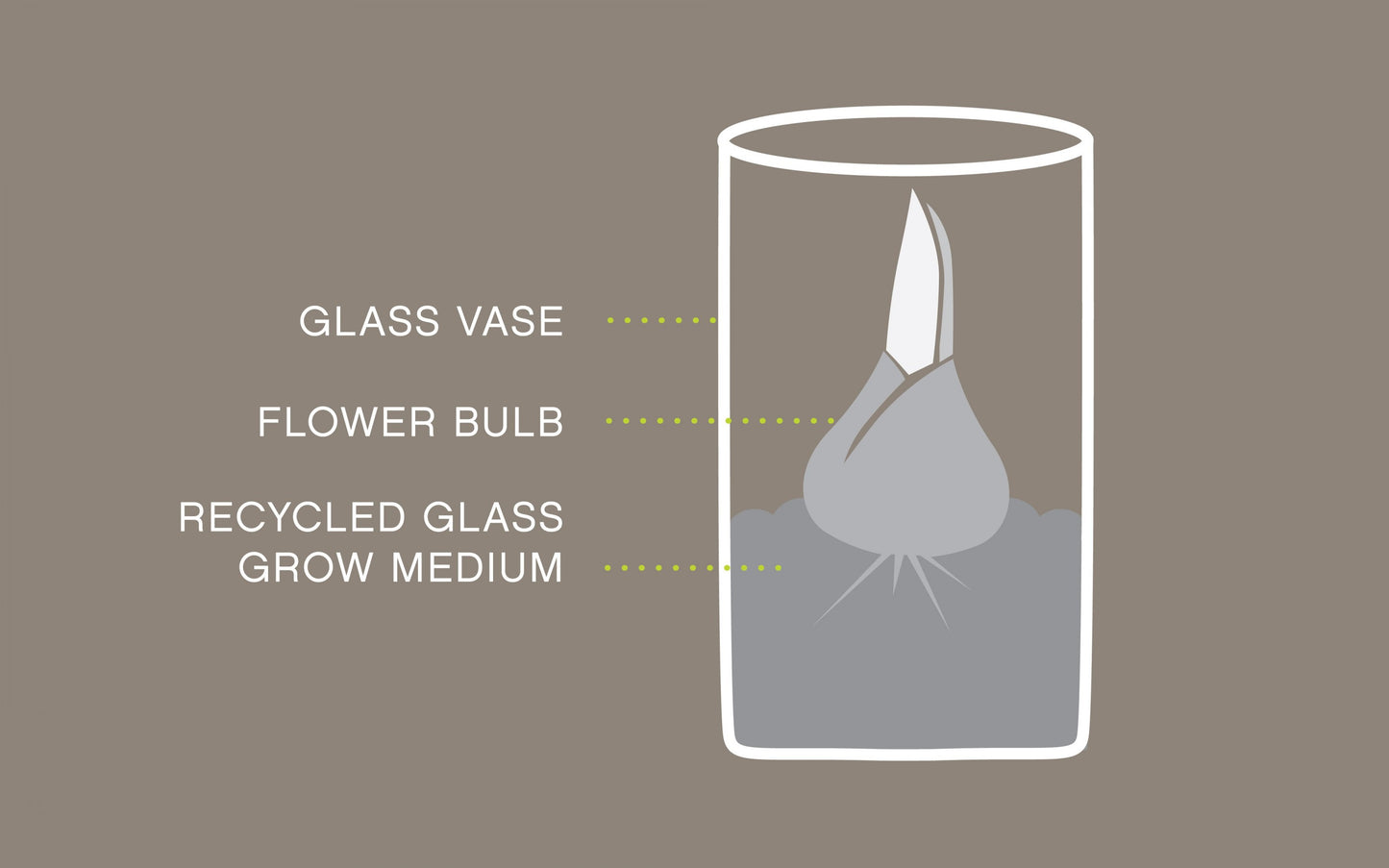 Winter Bulb Kit - Paperwhite- Modern Sprout