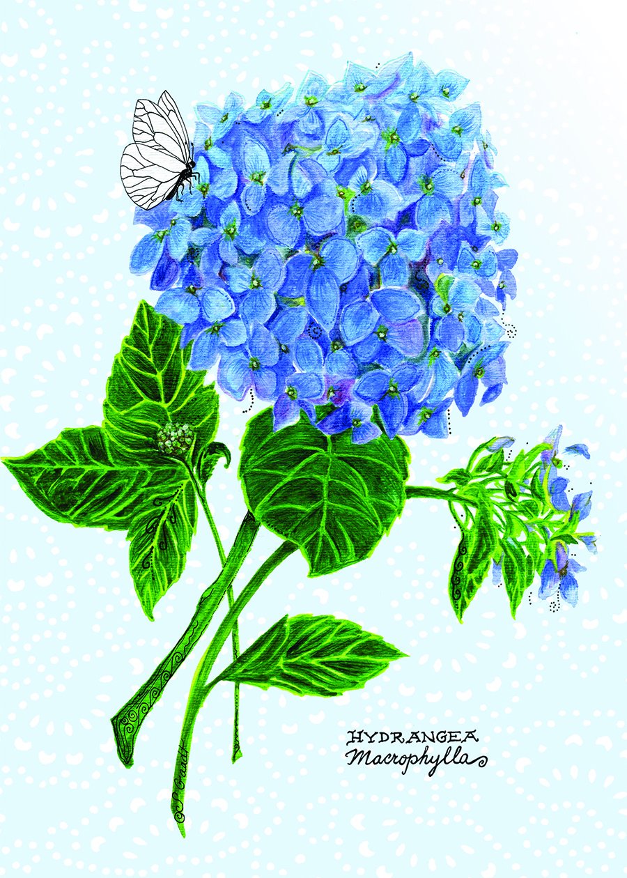 Card Hydrangea