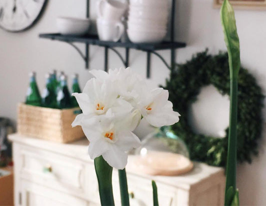 Winter Bulb Kit - Paperwhite- Modern Sprout