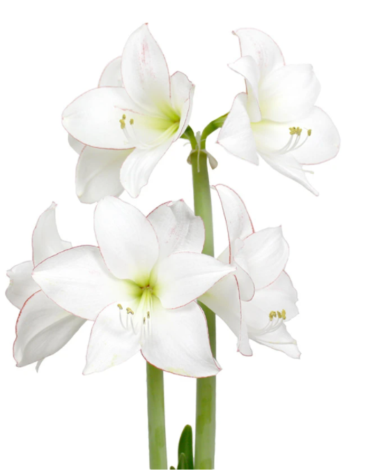 Winter Bulb Kit - Amaryllis- Modern Sprout