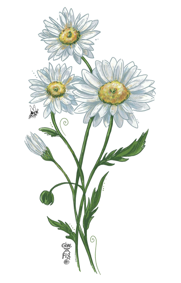 Card Oxeye Daisy