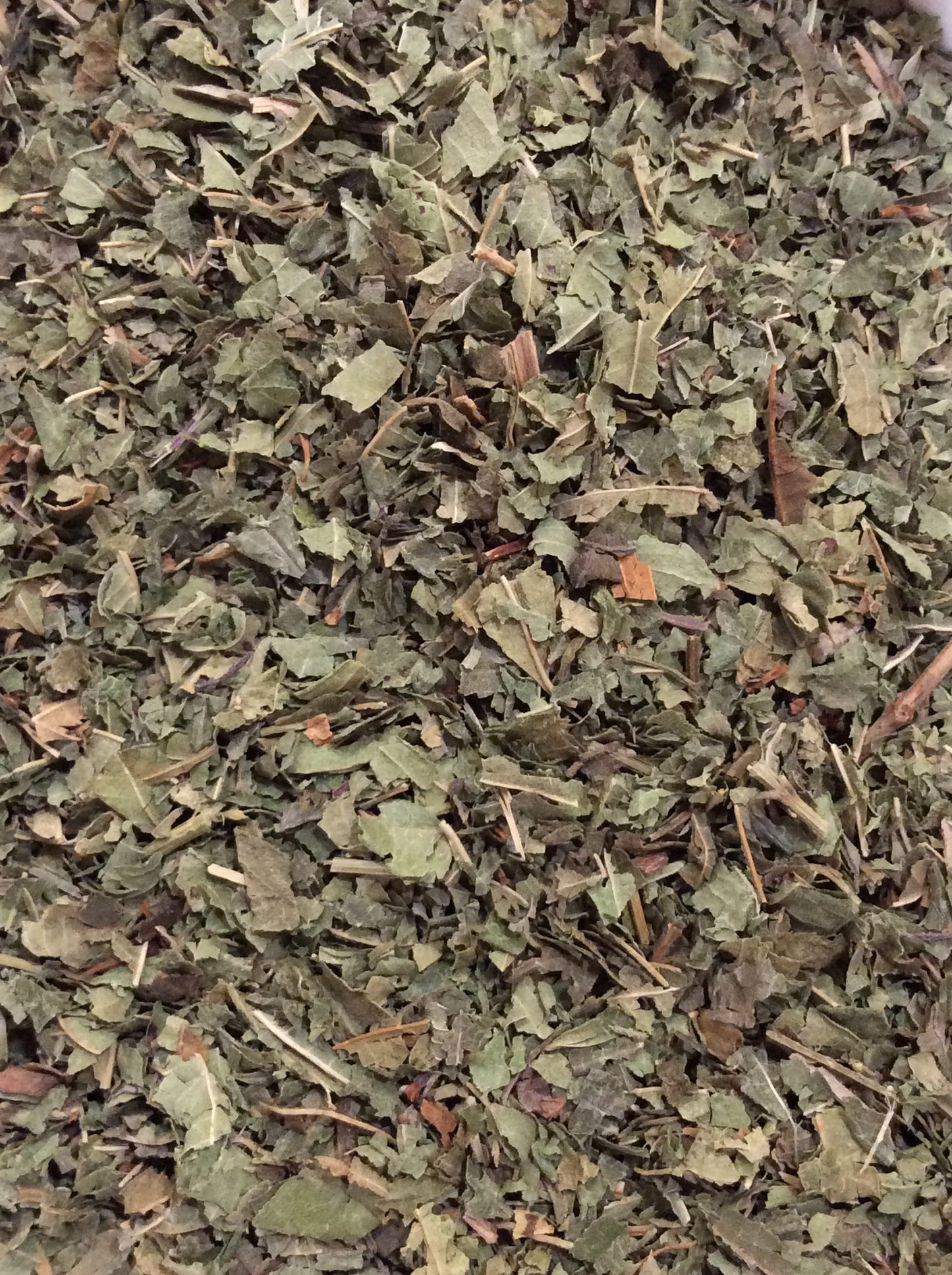 Verbena - 33140 - Verbena