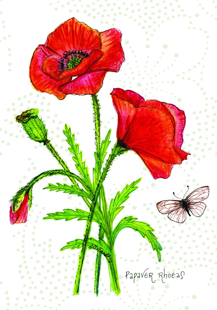 Card Poppy