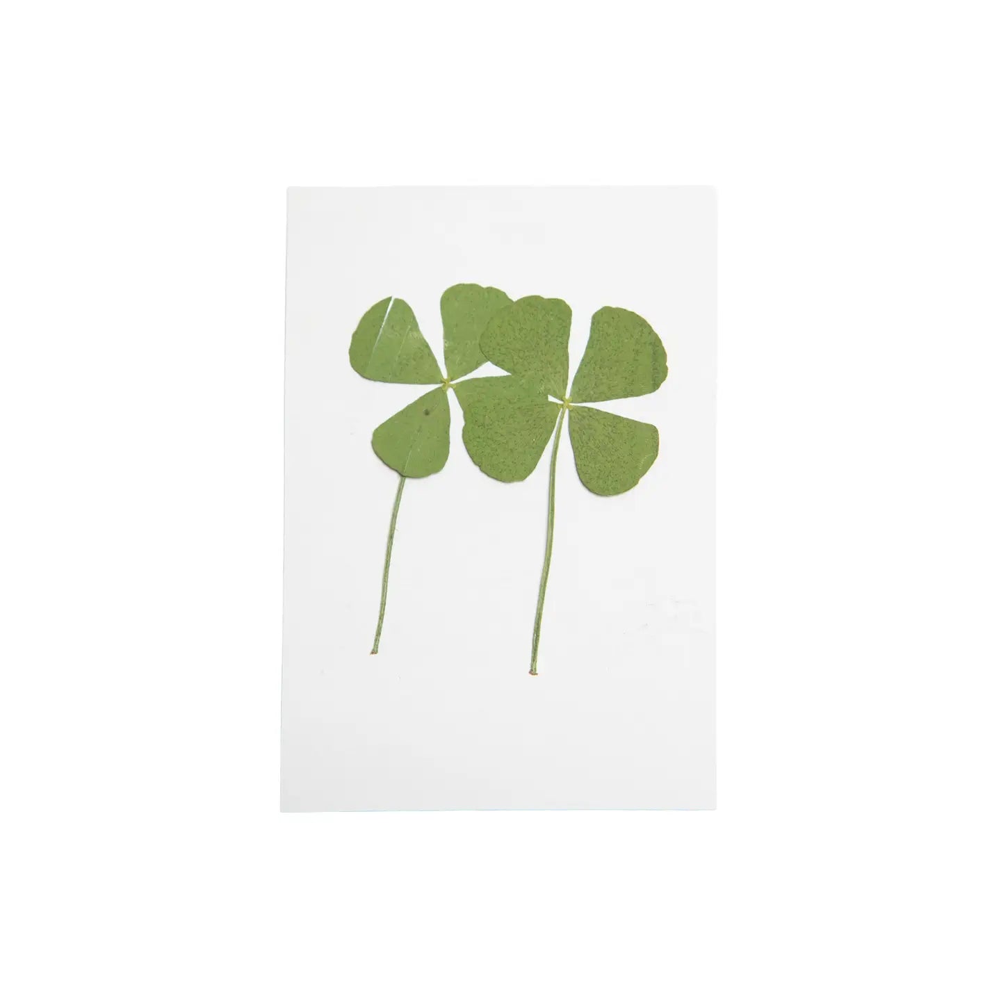 Pressed Four Leaf Clovers