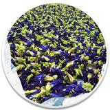 Butterfly Pea Flowers 7972037 ( Color Changing)