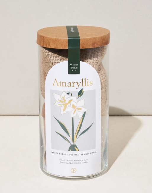 Winter Bulb Kit - Amaryllis- Modern Sprout