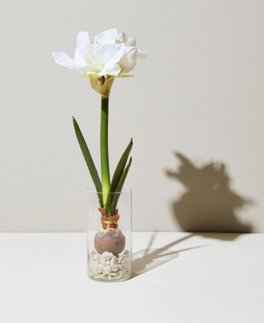 Winter Bulb Kit - Amaryllis- Modern Sprout