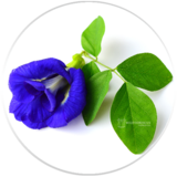 Butterfly Pea Flowers 7972037 ( Color Changing)